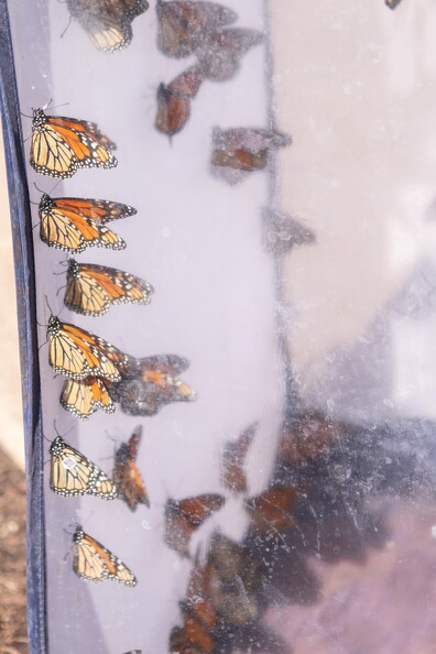 Butterfly Release - 030.jpg