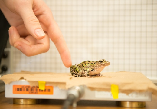 Frog Research - 044