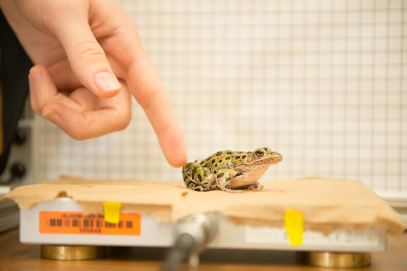 Frog Research - 044.jpg