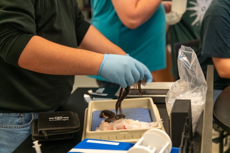 Frog Dissection - 004.jpg