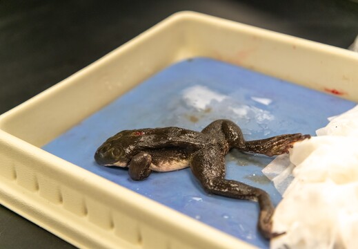 Frog Dissection - 009