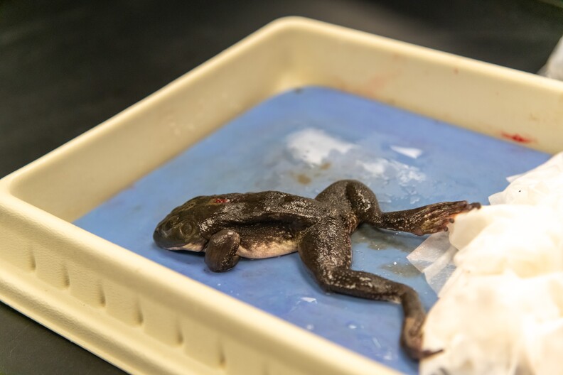 Frog Dissection - 009.jpg