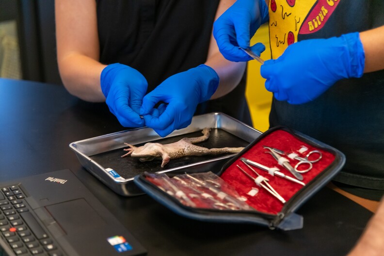 Frog Dissection - 010.jpg