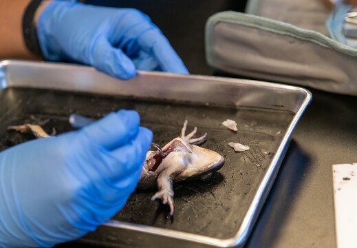 Frog Dissection - 037
