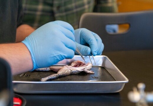 Frog Dissection - 039