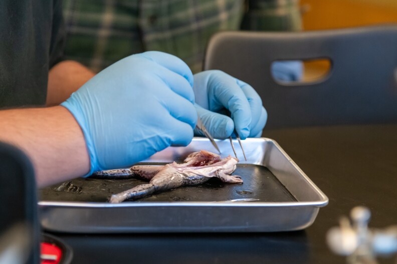 Frog Dissection - 039.jpg